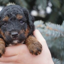 Oreo - Phantom male Poodle puppy in Caldwell, Idaho from Treasure Valley Poodles