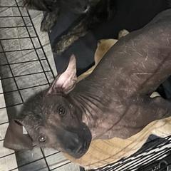 Girl 2 - Xoloitzcuintli puppy in Marietta, Georgia from Xolos Mucino