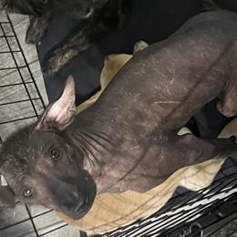 Girl 2 - Xoloitzcuintli puppy in Marietta, Georgia from Xolos Mucino