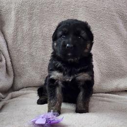 Purple Collar - Black and red female German Shepherd puppy in Louisville, Ohio from Crooked River German Shepherds