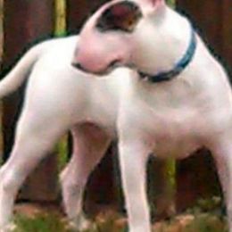 Bull Terriers and Staffordshire Bull Terriers from Courstaff Staffords