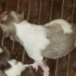 Isabella - Lavender female Pomeranian puppy in Weatherford, Texas from Jeweled Poms