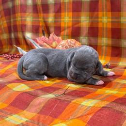 Frieda - Blue female Great Dane puppy in Corsica, Pennsylvania from Ferguson Family Danes LLC
