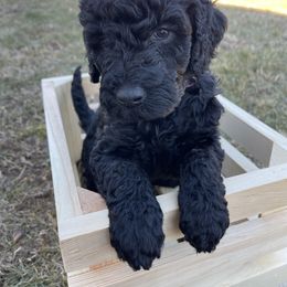 Labradoodle Puppies from Ross Farm Doodles