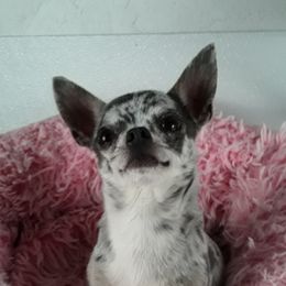 Opal - Chihuahua