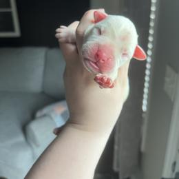 Boy 2 - White male Boxer puppy in Henderson, Tennessee from Vom Broadvalley