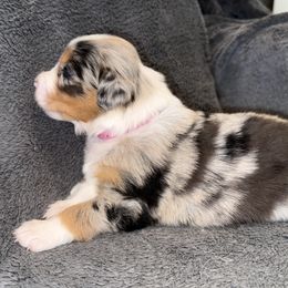 Girl 2 - Australian Shepherd puppy from Ralph's Australian Shepherds