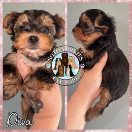Diva - Black and tan female Yorkshire Terrier puppy in London, Kentucky from Soto Yorkies