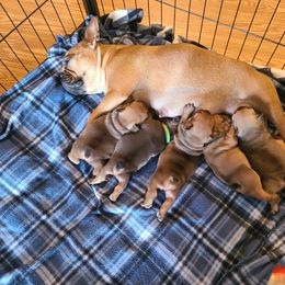 French Bulldog Puppies from Spindle City Frenchies