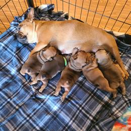 French Bulldog Puppies from Spindle City Frenchies
