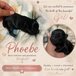 Phoebe - Black female Miniature Schnauzer puppy in Miami, Florida from Chiquiticos Shnauzers
