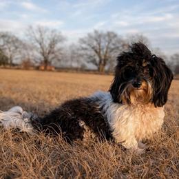 Mack - Dachshund