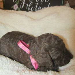 Goldendoodle and Poodle Puppies from David & Patricia Elliott