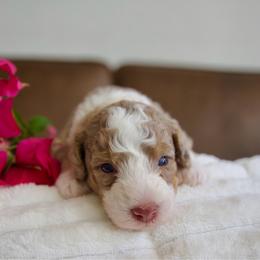 Girl - Tri-color female Bernedoodle puppy in Queen Creek, Arizona from Dulcito Doodles