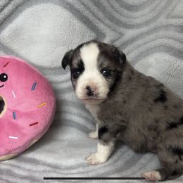 Miniature Australian Shepherd and Toy Australian Shepherd Puppies from Cherry Grove Kennel