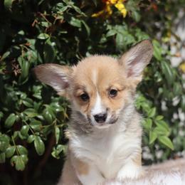 Yellow collar - Red female Pembroke Welsh Corgi puppy in Caliente, California from Rafter Cross 7