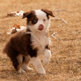 Miniature American Shepherd and Miniature Australian Shepherd Puppies from Bellewynd Acres