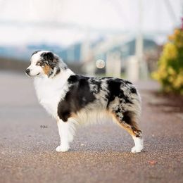 American Bullies and Miniature American Shepherds from Deuce's Den