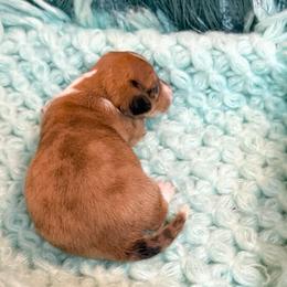 Sully - Dapple male Dachshund puppy in Decatur, Mississippi from KP Dachshunds