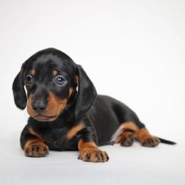 Binx - Black and tan male Dachshund puppy in Red Bud, Illinois from Midwest Miniature Dachshunds
