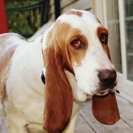 Grace - Basset Hound