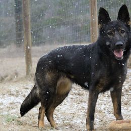 Aja " SG1 Cedra Z Jurschtavu SVV1 " - German Shepherd