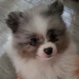 Harley - Blue merle male Pomeranian puppy in Burton, Michigan from Ranger's Pomeranians