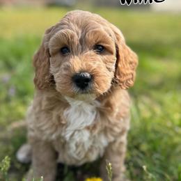 Willie - Apricot male Goldendoodle puppy in Nortonville, Kentucky from Deb’s KY Doodles