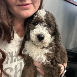 Aussiedoodle, Bernedoodle, and Poodle Puppies from Color Country Doodles