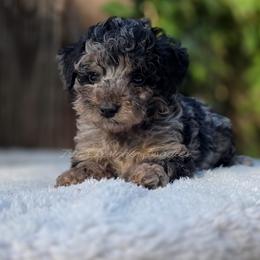 Zenith - Black phantom male Aussiedoodle puppy in Centreville, Mississippi from Trin's Designer Doodles