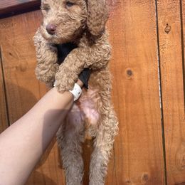 Orange Collar - Poodle puppy in Atlanta, Georgia from Sprinkle Me Puppy