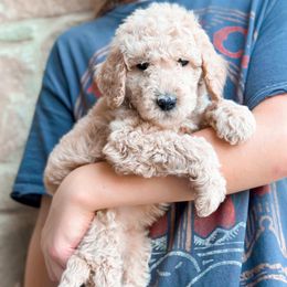 Poodle Puppies from Woofadoodles