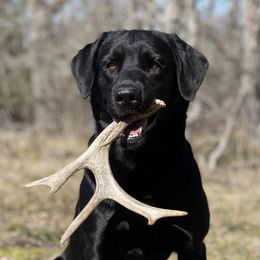 Labrador Retrievers from Savannah Bluff Retrievers