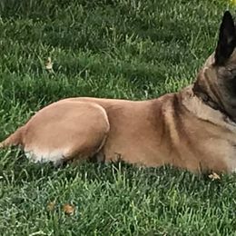 Belgian Malinois from Robert Baska's Belgian Malinois