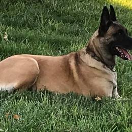 Belgian Malinois from Robert Baska's Belgian Malinois
