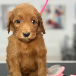 Pearl - Apricot female Goldendoodle puppy in Yuciapa, California from AlltheDoodlez_