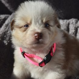 Red merle - Red merle female Australian Shepherd puppy in Bloomfield, New York from Wayward Trails Kennel