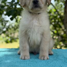 Sycamore - Golden male Golden Retriever puppy in Touchet, Washington from Northwest Rainbow Aussies and Golden Retrievers