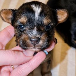 Little Tilly AKC - Black and tan female Yorkshire Terrier puppy in Hope, Indiana from DJ Yorkies