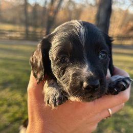 Sam - Piebald male Dachshund puppy in Troup, Texas from East Texas Dachshunds
