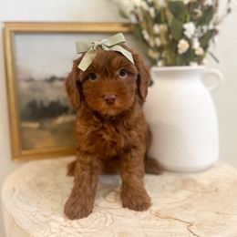 Jasmine - Caramel red female Australian Labradoodle puppy in Palmdale, California from Pixie Doodle Paws