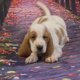 Basset Hound Puppies from Royal Baez Basset