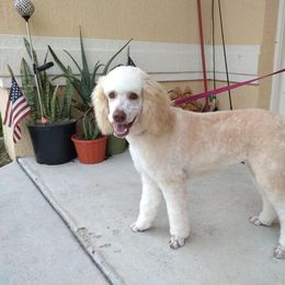 Poodle Puppies from Deborah Busch Poodles