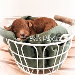 Poodle Puppies from Bell’s Poodles