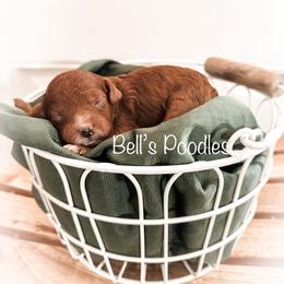 Poodle Puppies from Bell’s Poodles