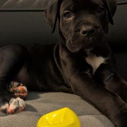 Cane Corso Puppies from Guardian Corso's