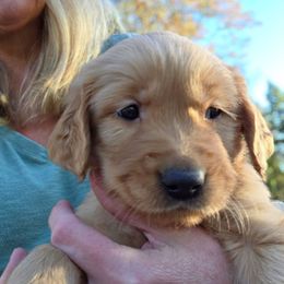 Treat  (Harvest Party) - Golden male Golden Retriever puppy in Lebanon, Oregon from Soda Springs Kennel
