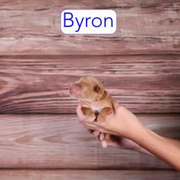 Byron - Apricot male Goldendoodle puppy in Calhoun, Georgia from Happy Top Doodles