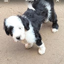 Jinu - Black and white male Tibetan Terrier puppy in Sioux City, Iowa from Gemms Affenpinschers, Barbets and Tibetan Terriers