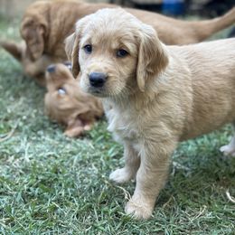Golden Retriever Puppies from Haven of Hope Golden Retrievers